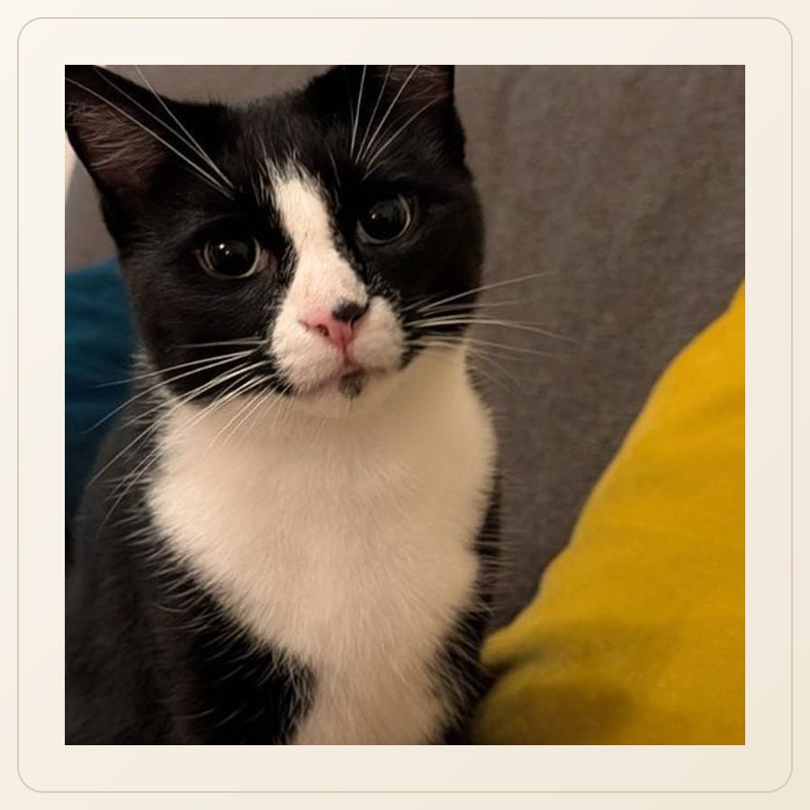 Loki