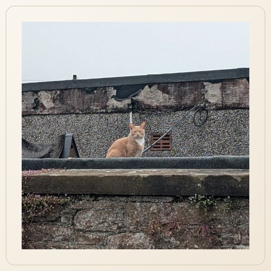 Unknown Ginger Lockerbie Cat 1